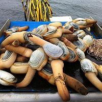 象拔蚌的做法视频,轻松掌握海鲜美味秘诀