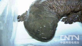 养殖娃娃鱼视频,视频揭秘水下精灵的成长历程