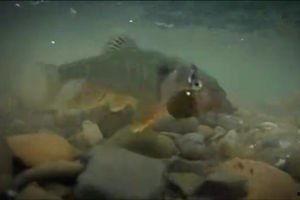 马口路亚视频,探寻水上激情与技巧的完美融合