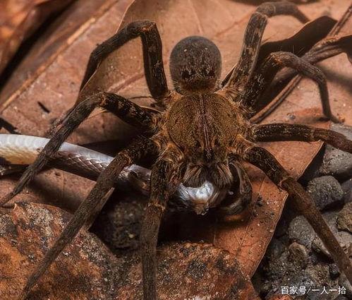 吃蜘蛛视频,揭秘吃蜘蛛的惊悚瞬间