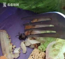 吃蜘蛛视频,揭秘吃蜘蛛的惊悚瞬间